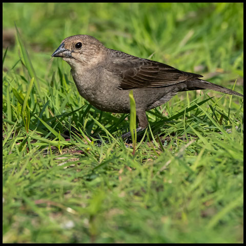 Brown-headed Cowbird