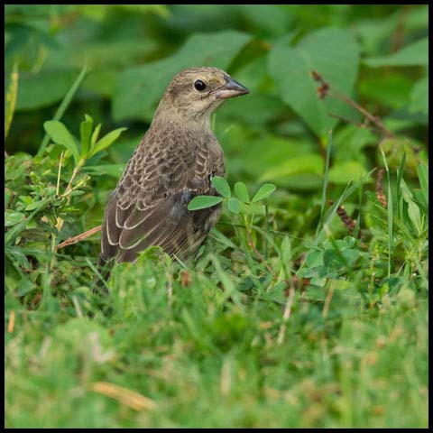 Brown-headed Cowbird