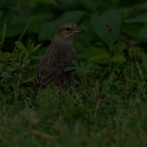 Brown-headed Cowbird