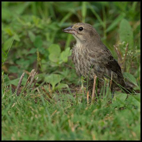 Brown-headed Cowbird