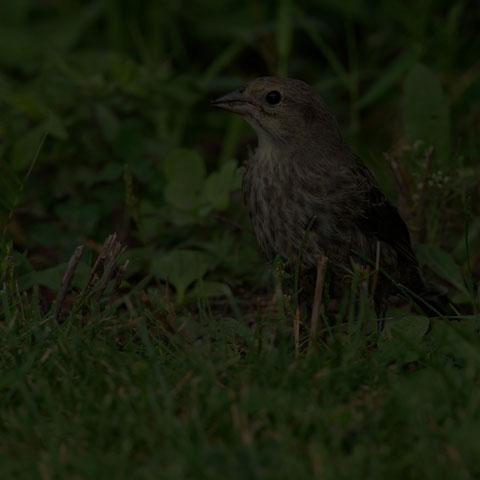 Brown-headed Cowbird