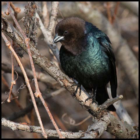 Brown-headed Cowbird