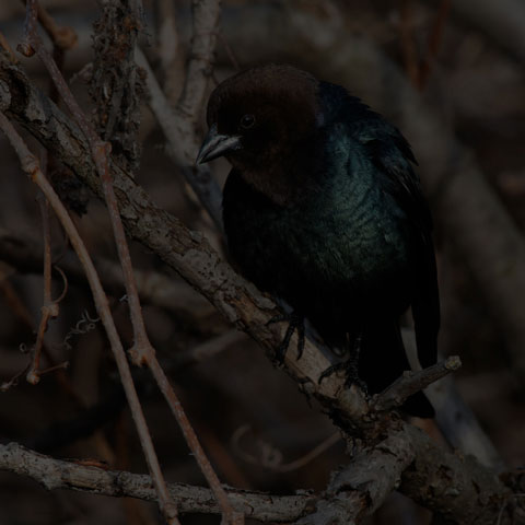Brown-headed Cowbird