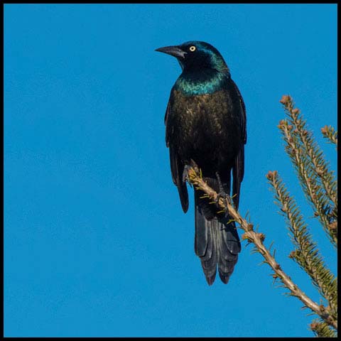 Common Grackle