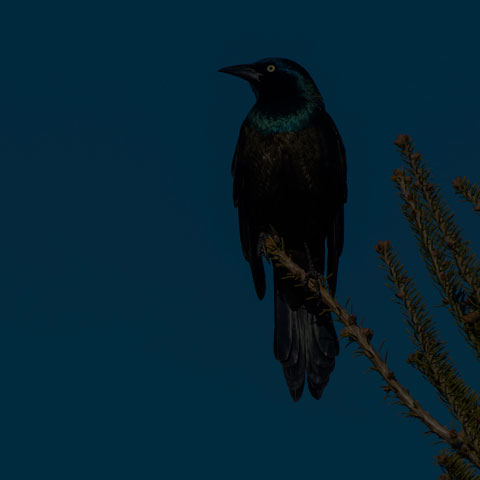 Common Grackle