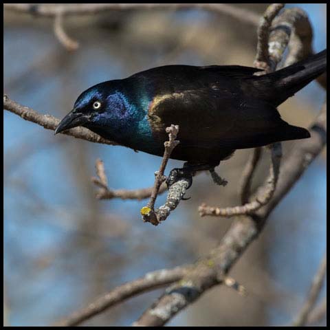Common Grackle
