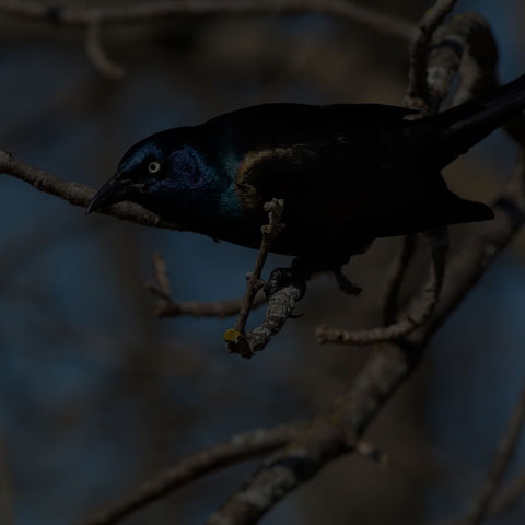 Common Grackle