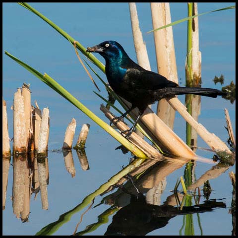 Common Grackle