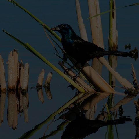 Common Grackle