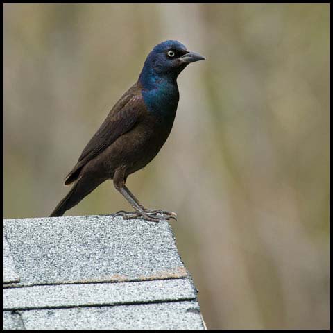 Common Grackle