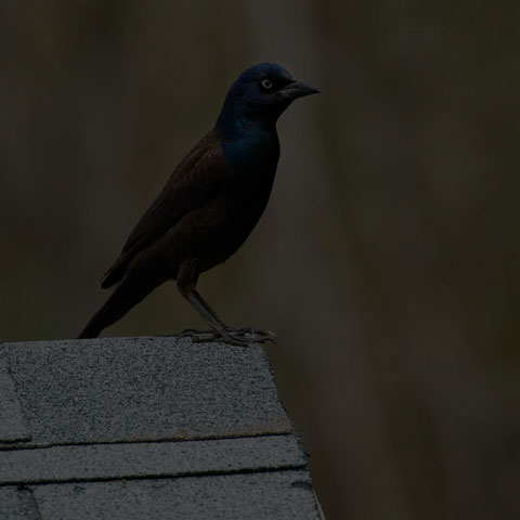 Common Grackle