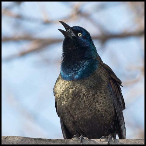 Common Grackle