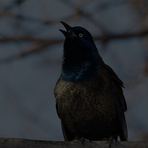 Common Grackle