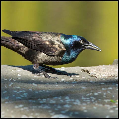 Common Grackle