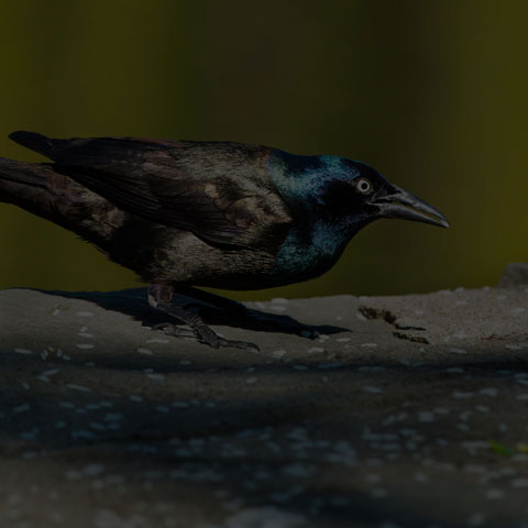 Common Grackle