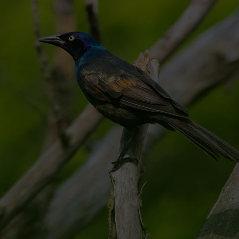 Common Grackle