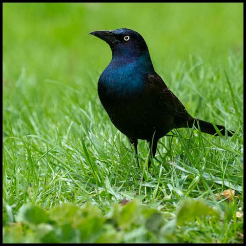 Common Grackle
