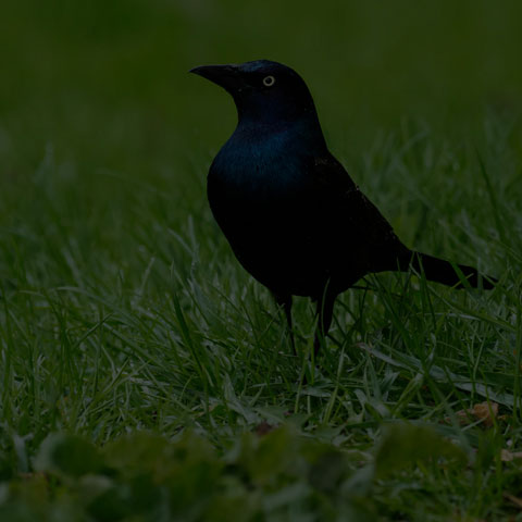 Common Grackle