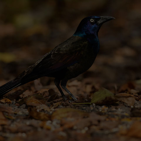 Common Grackle