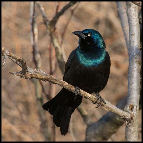 Common Grackle