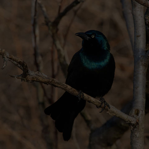 Common Grackle