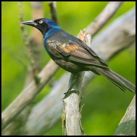 Common Grackle