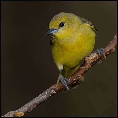 Orchard Oriole