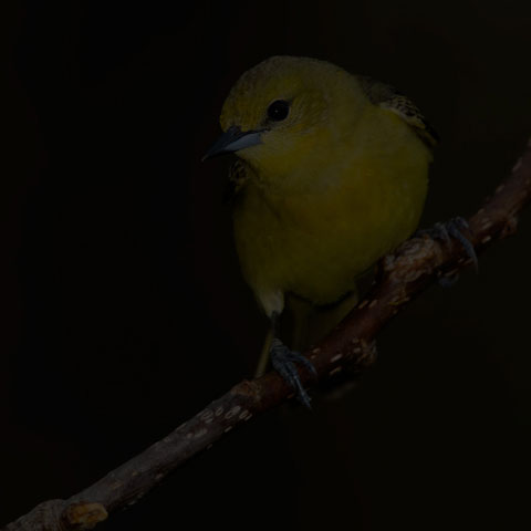 Orchard Oriole
