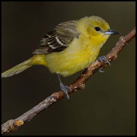 Orchard Oriole