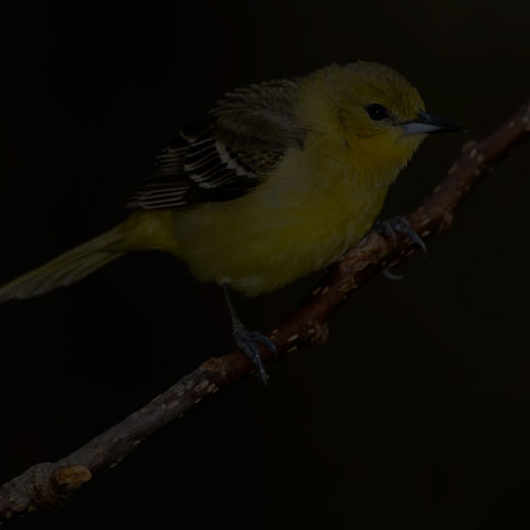 Orchard Oriole