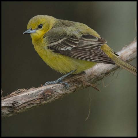Orchard Oriole