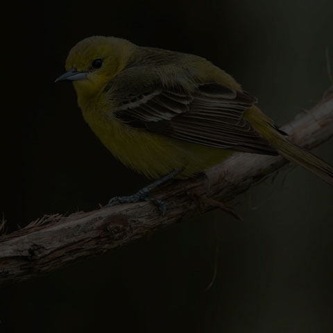 Orchard Oriole