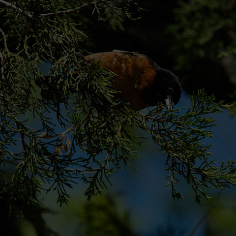 Orchard Oriole