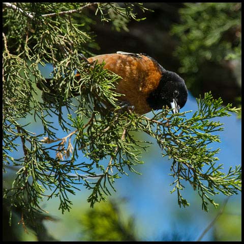 Orchard Oriole