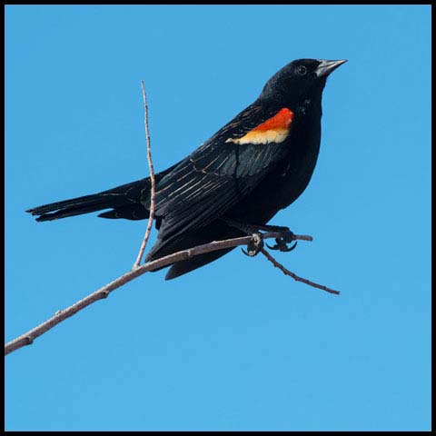 Red-winged Blackbird