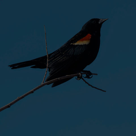 Red-winged Blackbird