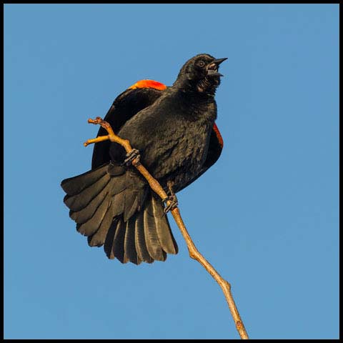 Red-winged Blackbird