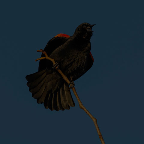 Red-winged Blackbird