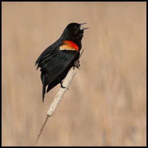Red-winged Blackbird
