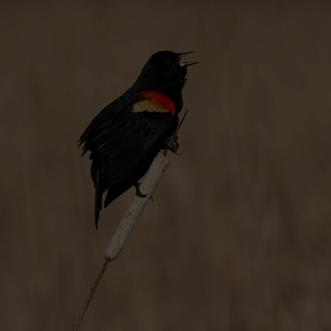 Red-winged Blackbird