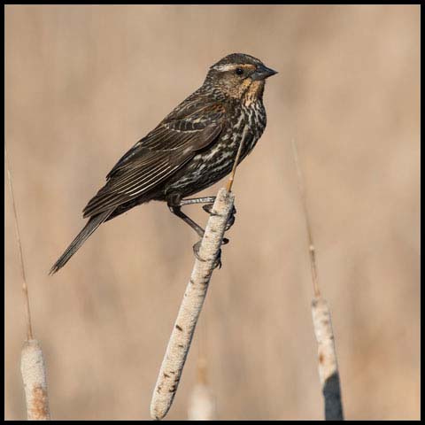 Red-winged Blackbird