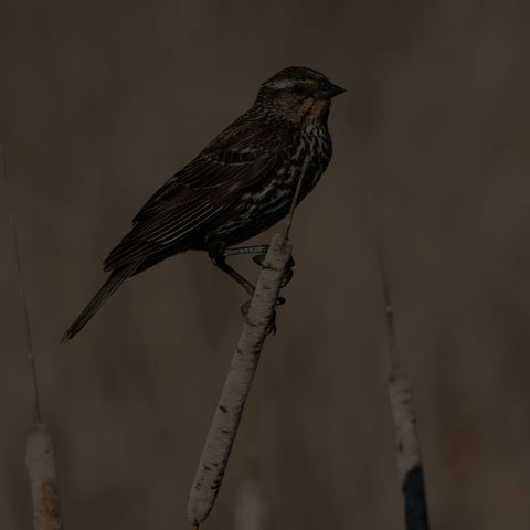 Red-winged Blackbird