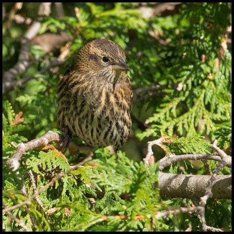 Red-winged Blackbird