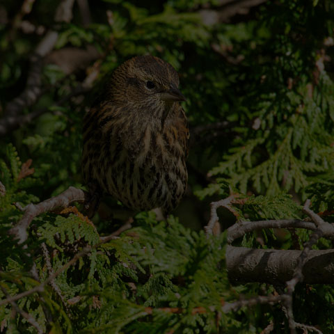 Red-winged Blackbird