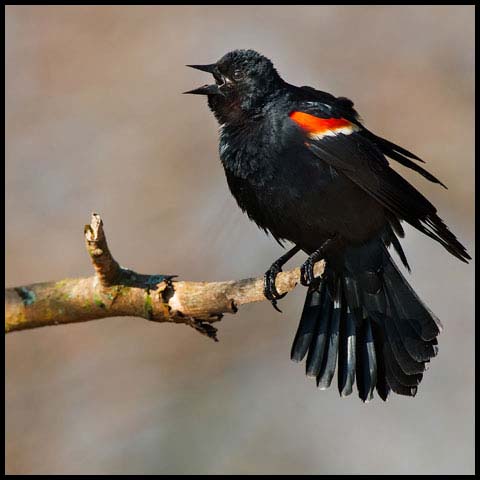Red-winged Blackbird