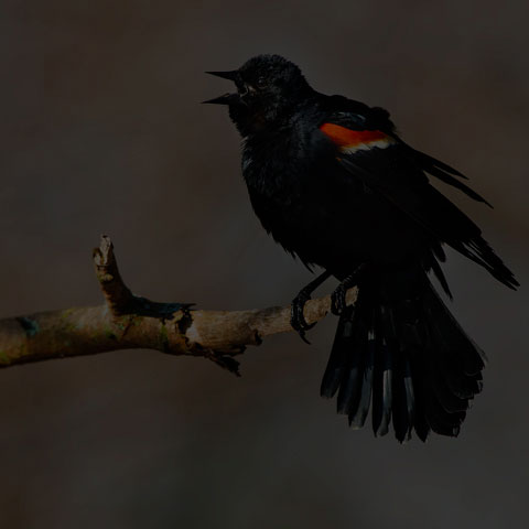 Red-winged Blackbird