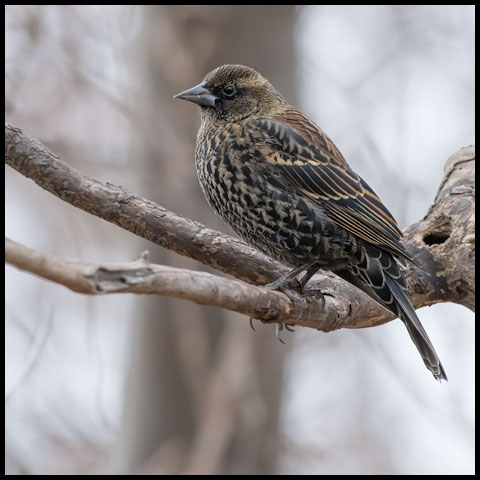 Red-winged Blackbird