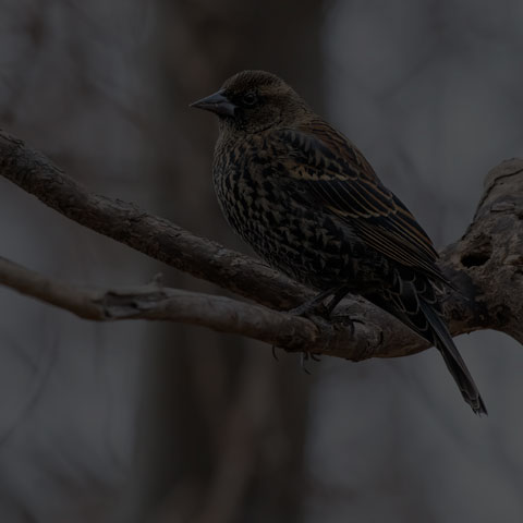 Red-winged Blackbird