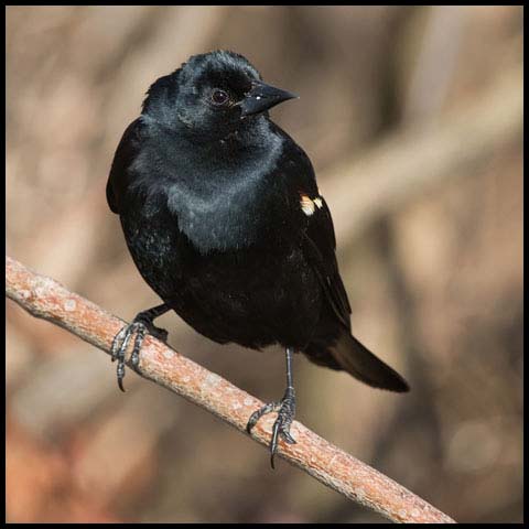 Red-winged Blackbird