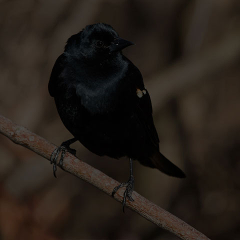 Red-winged Blackbird